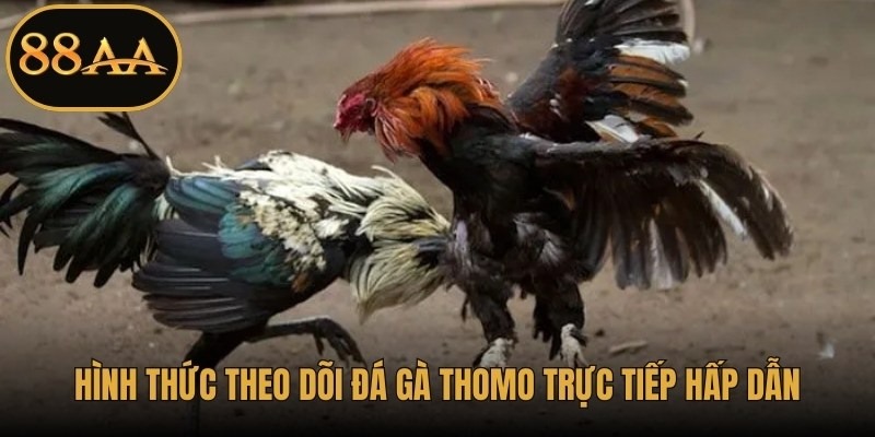 Hình thức theo dõi đá gà Thomo trực tiếp hấp dẫn